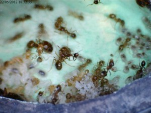 [Blog] Pheidole pallidula de Lockmar, 1205221852555674536.jpg