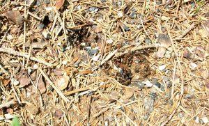Formica cf patrensis !!, FormicaSP000.jpg