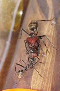 [Blog] Camponotus singularis (funkyben), DSC07570.JPG