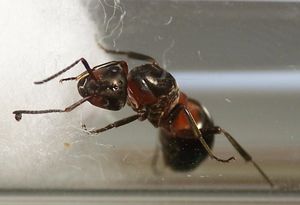 Formica cf patrensis !!, FormicaSP002.jpg