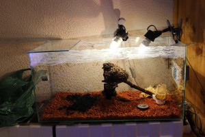 ADC Crematogaster regenhoferi, [Blog] Crematogaster rogenhoferi de Vin'ce