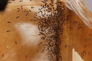 Nid crematogaster regenhoferi, [Blog] Crematogaster rogenhoferi de Vin'ce