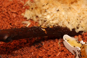 Nourriture Crematogaster scutellaris, [Blog] Crematogaster rogenhoferi de Vin'ce