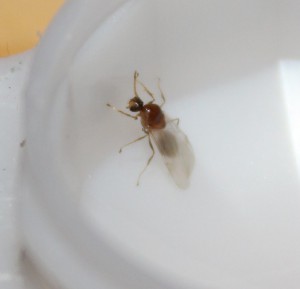 Mâle Crematogaster regenhoferi, [Blog] Crematogaster rogenhoferi de Vin'ce