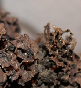 gyne Crematogaster rogenhoferi, [Blog] Crematogaster rogenhoferi de Vin'ce