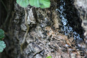 Lasius fuliginosus, 074.jpg