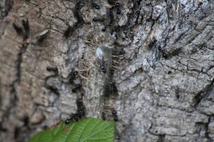 Lasius fuliginosus, 076.jpg