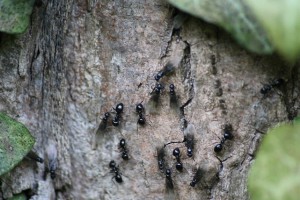 Lasius fuliginosus, 081.jpg