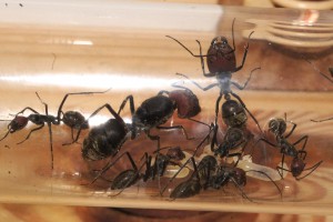 [Blog] Camponotus singularis (funkyben), DSC07599.JPG