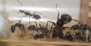 [Blog] Camponotus singularis (funkyben), DSC07606.JPG