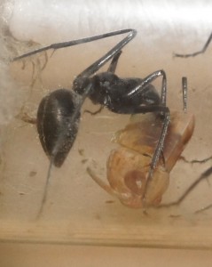 [Blog] Camponotus singularis (funkyben), DSC07605.JPG