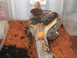 **fin**[BLOG] Crematogaster rogenhoferi de Dany, IMGP1496.JPG