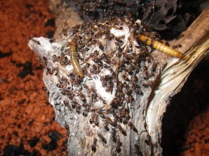 **fin**[BLOG] Crematogaster rogenhoferi de Dany, IMGP1478.JPG