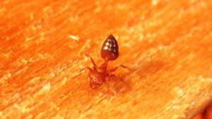 **fin**[BLOG] Crematogaster rogenhoferi de Dany, IMGP1492.JPG