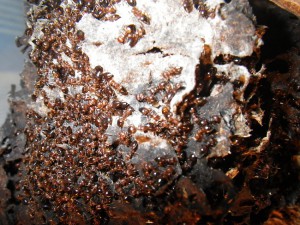 **fin**[BLOG] Crematogaster rogenhoferi de Dany, IMGP1503.JPG