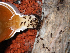 **fin**[BLOG] Crematogaster rogenhoferi de Dany, IMGP1511.JPG