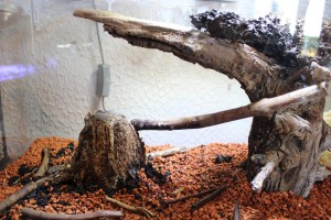Nid Crematogaster rogenhoferi, [Blog] Crematogaster rogenhoferi de Vin'ce