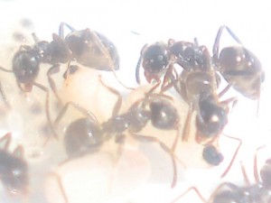 Ouvrières, [Blog] Les Lasius niger d'Arthur (Thu-thur)
