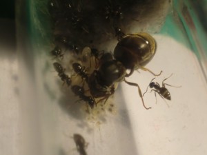 Pepette, ouvrières, couvain., [Blog] Les Lasius niger d'Arthur (Thu-thur)