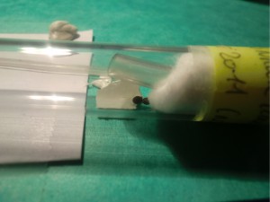 Oeufs de phasme, [Blog] Les Lasius niger d'Arthur (Thu-thur)