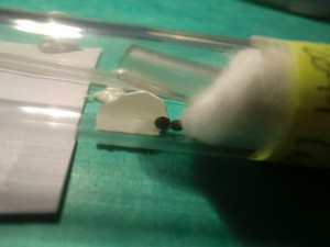 Oeufs de phasmes, [Blog] Les Lasius niger d'Arthur (Thu-thur)