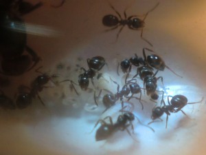 Ouvrières, couvain, [Blog] Les Lasius niger d'Arthur (Thu-thur)