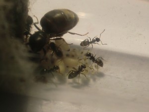 [Blog] Les Lasius niger d'Arthur (Thu-thur), CIMG2231.JPG