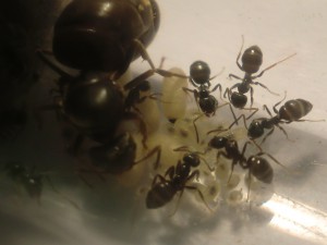 [Blog] Les Lasius niger d'Arthur (Thu-thur), CIMG2241.JPG
