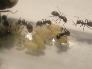 6 cocons, [Blog] Les Lasius niger d'Arthur (Thu-thur)