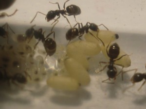 6 cocons, [Blog] Les Lasius niger d'Arthur (Thu-thur)