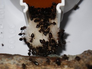L'abreuvoir est toujours plein d'ouvrières !, **fin**[BLOG] Crematogaster rogenhoferi de Dany
