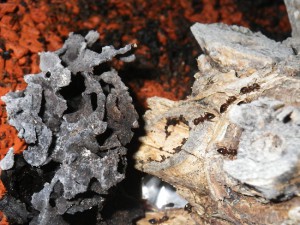 **fin**[BLOG] Crematogaster rogenhoferi de Dany, IMGP1520.JPG