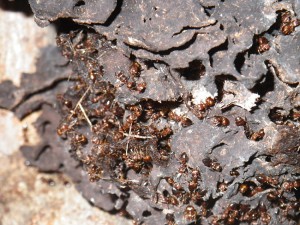 **fin**[BLOG] Crematogaster rogenhoferi de Dany, IMGP1529.JPG
