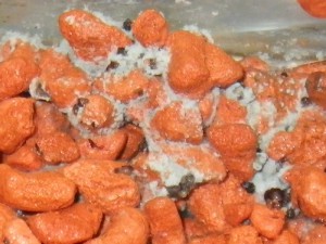 **fin**[BLOG] Crematogaster rogenhoferi de Dany, IMGP1536.JPG