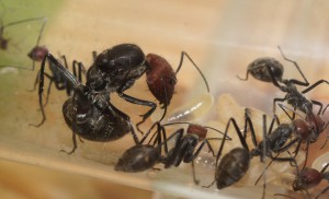 [Blog] Camponotus singularis (funkyben), DSC07697.JPG