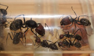 [Blog] Camponotus singularis (funkyben), DSC07685.JPG
