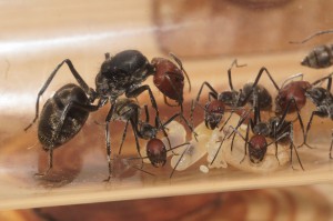 [Blog] Camponotus singularis (funkyben), DSC07644.JPG