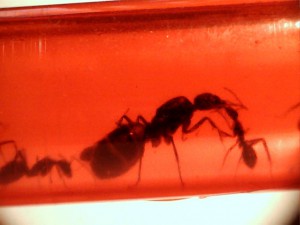 Mes colonies (Yori), 0041.jpg