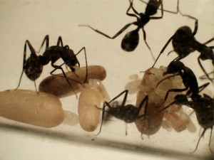 Mes colonies (Yori), 0032.jpg