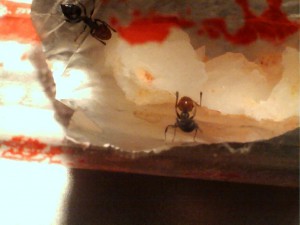 Mes colonies (Yori), 023.jpg