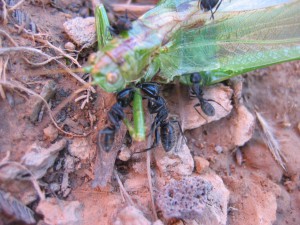 [Q/R : Fiche] Camponotus vagus, IMG_3171.jpg