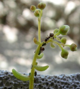 ADC avec succulentes dans du BC made in Seednoir, Pucerons succulente.jpg