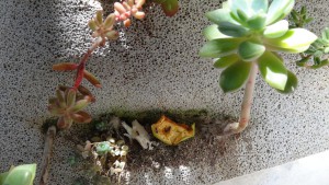 ADC avec succulentes dans du BC made in Seednoir, poulet2.jpg