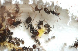 [BLOG] Messor barbarus - un blog de LEST, P1130324.jpg