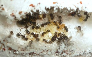 [BLOG] Messor barbarus - un blog de LEST, P1130295.JPG