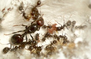 [BLOG] Messor barbarus - un blog de LEST, P1130293.JPG