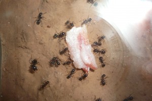 [BLOG] Messor barbarus - un blog de LEST, photo.jpg