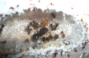 [BLOG] Messor barbarus - un blog de LEST, photo.jpg