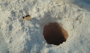 [BLOG] Messor barbarus - un blog de LEST, 4b.jpg