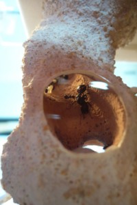 [BLOG] Messor barbarus - un blog de LEST, 6.jpg